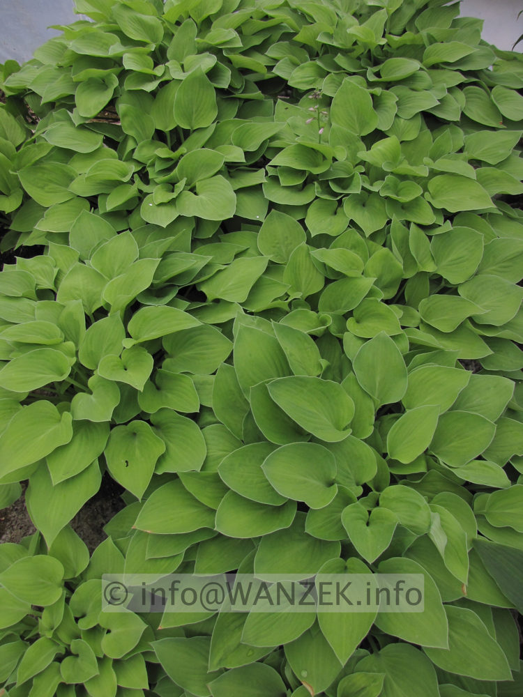 Hosta nakaiana Golden Nakaiana 3.JPG